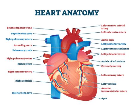 Heart anatomy vector illustration. Labeled organ structure educational scheme. Internal body medical physiology with artery, arch, veins, cava, trunk and atrium parts. Biological handout information.のイラスト素材