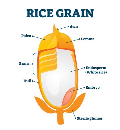 Rice grain vector illustration. Labeled educational structure description. Biological scheme with inner layers of agricultural product. Lemma, awn, palea, hull and bran as parts of raw healthy plant.のイラスト素材