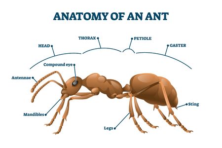 Ant anatomical structure vector illustration. Labeled biological body scheme. Educational description with zoological physiology study graphic. Thorax, petiole, gaster and mandibles parts location.のイラスト素材