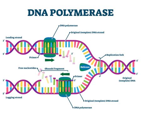 DNA Polymerase enzyme syntheses labeled educational vector illustration. Genetic chemistry and structural replication fragment scheme. Diagram with educational Okazaki, primer, and leading strand infoのイラスト素材