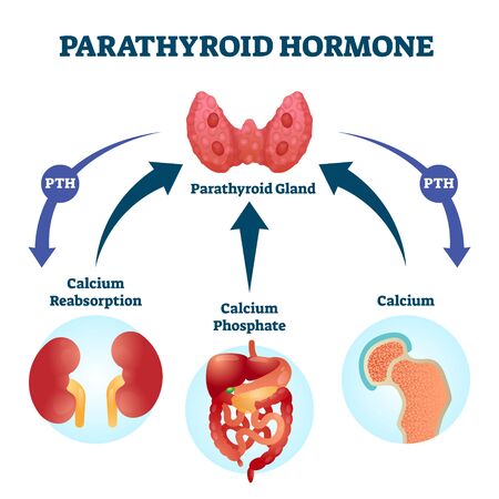 Parathyroid hormone PTH, parathormone or parathyrin vector illustration. Labeled educational parathyroid glands secretion regulation scheme. Example with healthy medical calcium serum concentration.のイラスト素材