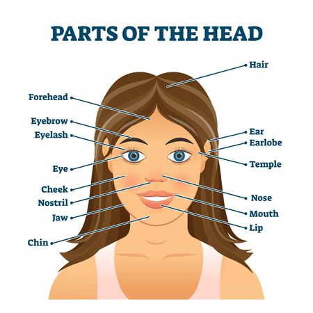 Parts of the head for english vocabulary words education vector illustration. Anatomical biology topic handout with labeled face model scheme. Infographic with description for knowledge development.のイラスト素材