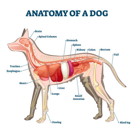 Anatomy of dog with inside organ structure examination vector illustration. Healthy veterinary model description with animal inner parts location description. Educational labeled handout for zoology.のイラスト素材