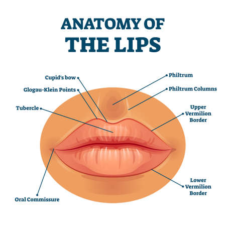 Anatomy of lips with detailed labeled parts description vector illustration. Educational facial mouth structure scheme with physiological terms explanation. Closeup example diagram for medicine study.のイラスト素材
