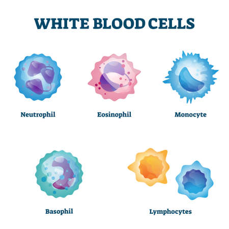 White blood cell types labeled examples educational vector illustration. Isolated WBC closeup scheme with neutrophil, eosinophil, monocyte, basophil and lymphocytes differences comparison collection.のイラスト素材