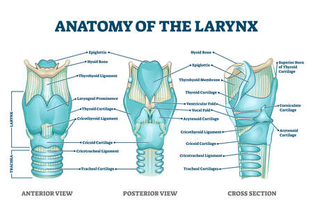 Larynx anatomy with labeled structure scheme and educational medical views. Anterior, posterior and cross section examination with trachea parts vector illustration. Vocal cords housing description.のイラスト素材