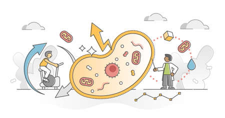 Cellular respiration as metabolic chemical energy ATP cycle outline concept. Convertion from...