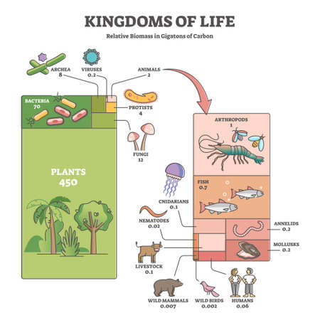 Kingdoms of life as labeled biological nature classification outline diagramのイラスト素材