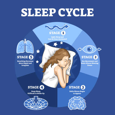 Sleep cycle with labeled night stages and phases description outline diagramのイラスト素材