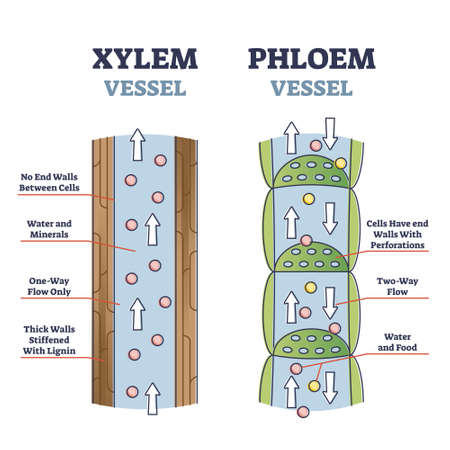 Xylem and phloem water and minerals transportation system outline diagramのイラスト素材
