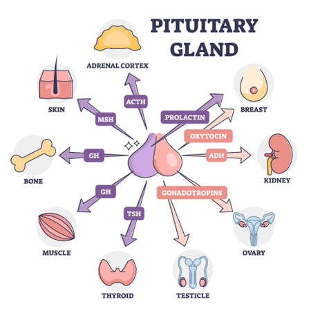 Pituitary gland hormones medical influence to human organs outline diagramのイラスト素材