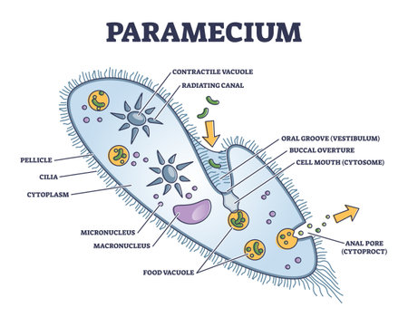 Paramecium microscopic closeup structure with anatomical outline diagramのイラスト素材