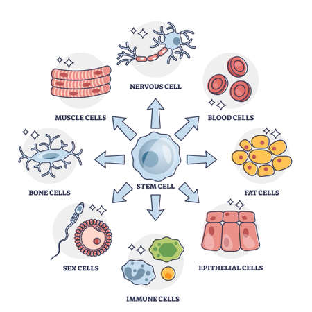 Cellular differentiation process with stem cell type change outline diagramのイラスト素材
