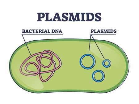 Plasmids with cells extrachromosomal DNA molecule structure outline diagram