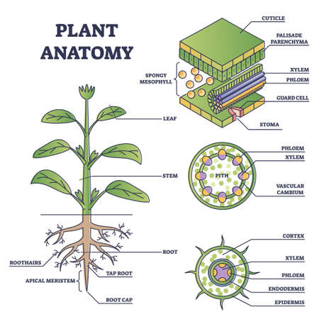 Plant anatomy with structure and internal side view parts outline diagramのイラスト素材