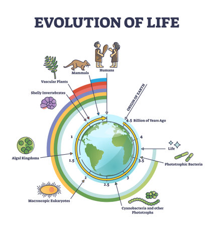 Evolution of life with round timeline for living development outline diagramのイラスト素材