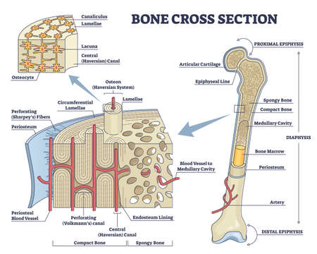 Bone cross section and isolated anatomical detailed structure outline diagramのイラスト素材