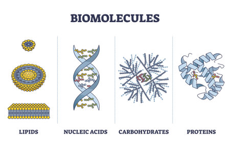 Biomolecules or biological molecules type collection in outline diagramのイラスト素材