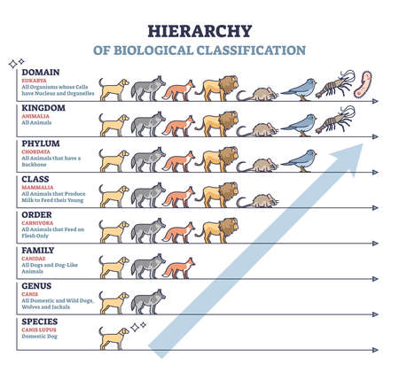Classification of living things with biological hierarchy outline diagramのイラスト素材