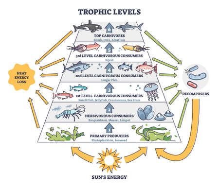 Trophic levels in water wildlife as ocean food chain pyramid outline diagramのイラスト素材