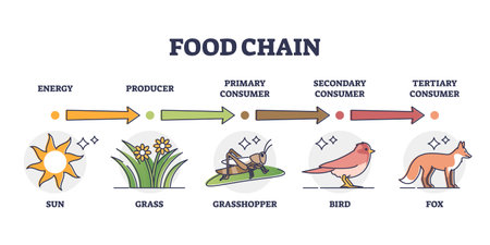 Food chain levels and animal classification by eating type outline diagramのイラスト素材