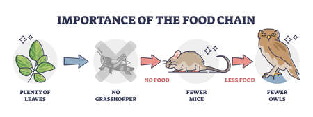 Importance of food chain as lack of animal nutrient situation outline diagramのイラスト素材