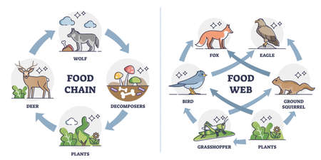 Food chain vs Food web as ecosystem feeding classification outline diagramのイラスト素材