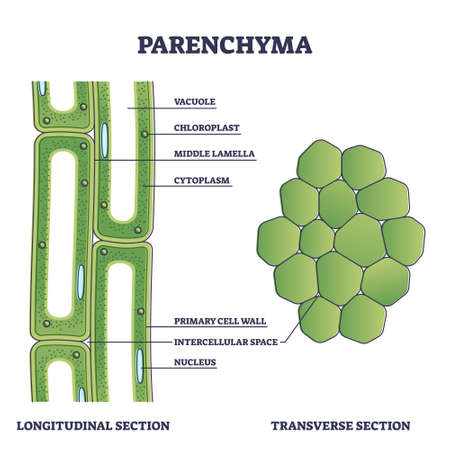 Parenchyma as ground filler tissue for plant stem and roots outline diagramのイラスト素材
