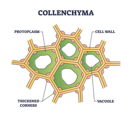 Collenchyma as ground tissue with thick supportive walls outline diagramのイラスト素材