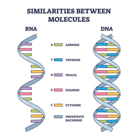 Similarities between RNA and DNA molecules, illustrated outline diagramのイラスト素材