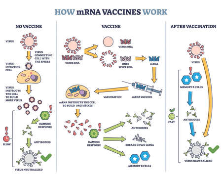 How mRNA vaccines work with compared principles and results outline diagramのイラスト素材