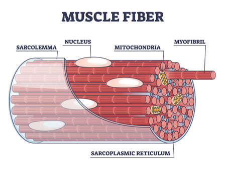Muscle fiber structure and inner parts anatomical description outline diagramのイラスト素材