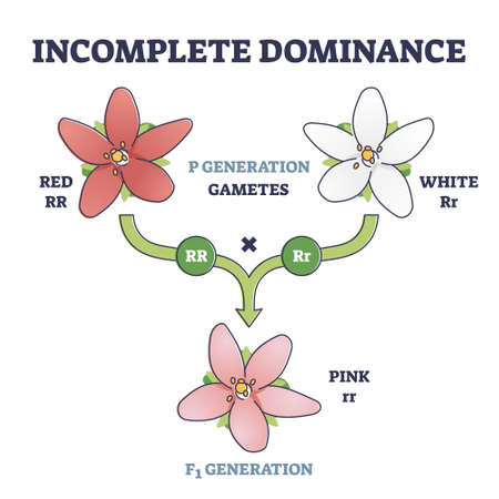Incomplete dominance and new generation alleles variants outline diagramのイラスト素材