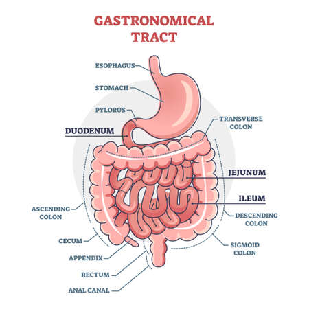 Gastronomical tract and digestive system isolated structure outline diagramのイラスト素材
