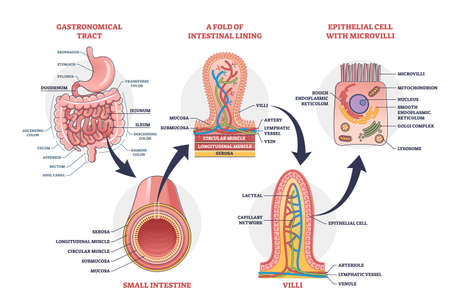 Small intestine with scientific gastrointestinal structure outline diagramのイラスト素材