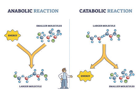 Anabolic vs catabolic reaction comparison in metabolism outline diagramのイラスト素材
