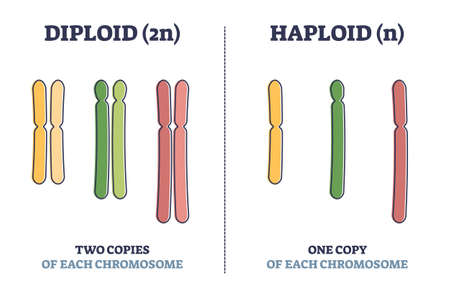 Diploid vs haploid as complete chromosome sets comparison outline diagramのイラスト素材