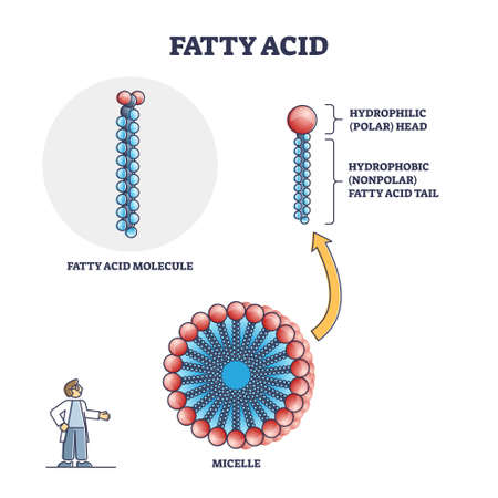 Fatty acid molecule with micelle and side view structure outline diagramのイラスト素材