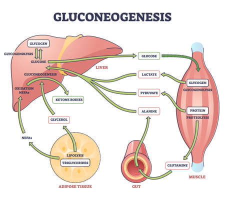 Gluconeogenesis GNG metabolic pathway for glucose generation outline diagramのイラスト素材