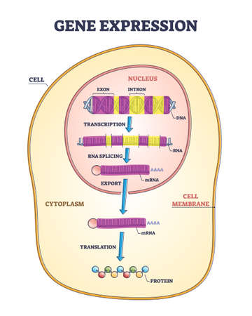 Gene expression stages with transcription and RNA splicing outline diagramのイラスト素材