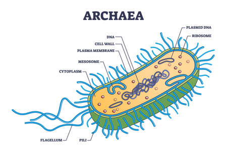 Archaea or archaebacteria detailed anatomical inner structure outline diagramのイラスト素材