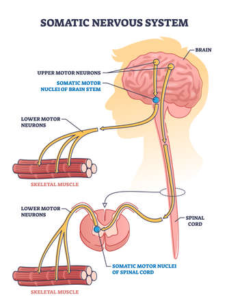 Somatic nervous system with human brain impulse to muscle outline diagramのイラスト素材