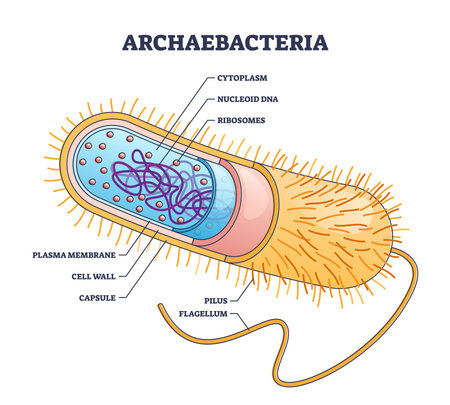 Archaebacteria inner and outer anatomical bacteria structure outline diagramのイラスト素材