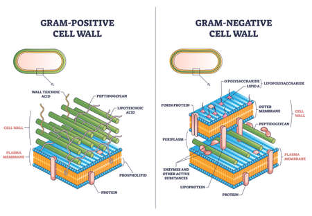 Gram positive versus negative cell wall structure differences outline diagramのイラスト素材