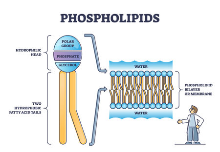 Phospholipid or phosphatides lipids head and tail structure outline diagramのイラスト素材