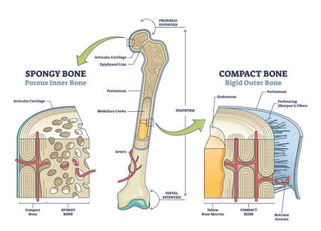 Spongy vs compact bone comparison with anatomical structure outline diagramのイラスト素材