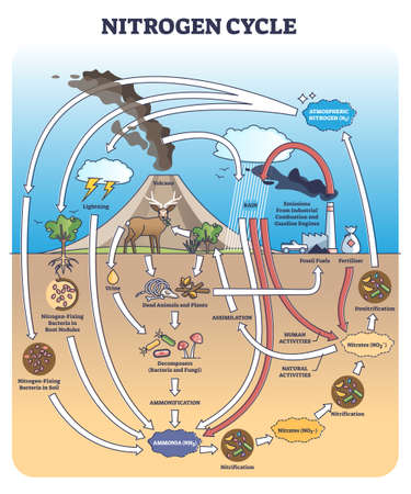 Nitrogen or N2 cycle with sources and circulation in earth outline diagramのイラスト素材