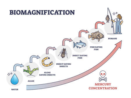 Biomagnification with toxic, poisonous mercury concentration outline diagramのイラスト素材