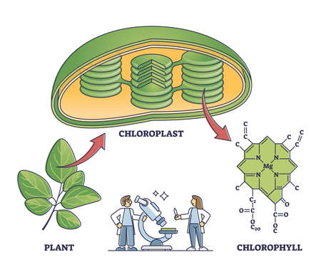 Chlorophyll and chloroplast from plant to chemical formula outline diagram.のイラスト素材