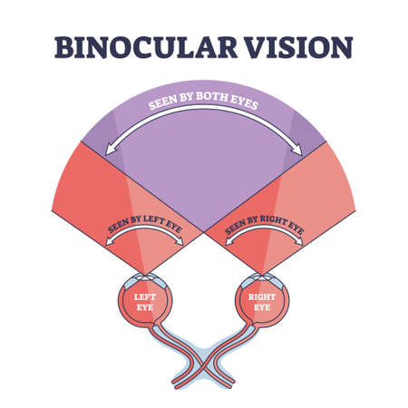 Binocular vision explanation with right and left eye sight outline diagramのイラスト素材
